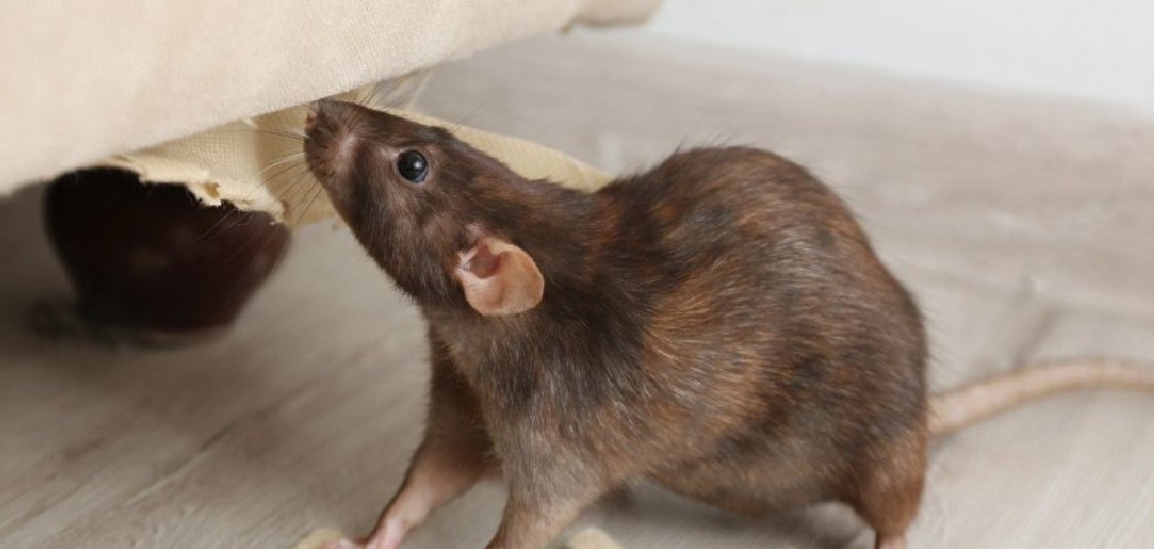 How to Get Rid of Mice in Sofa
